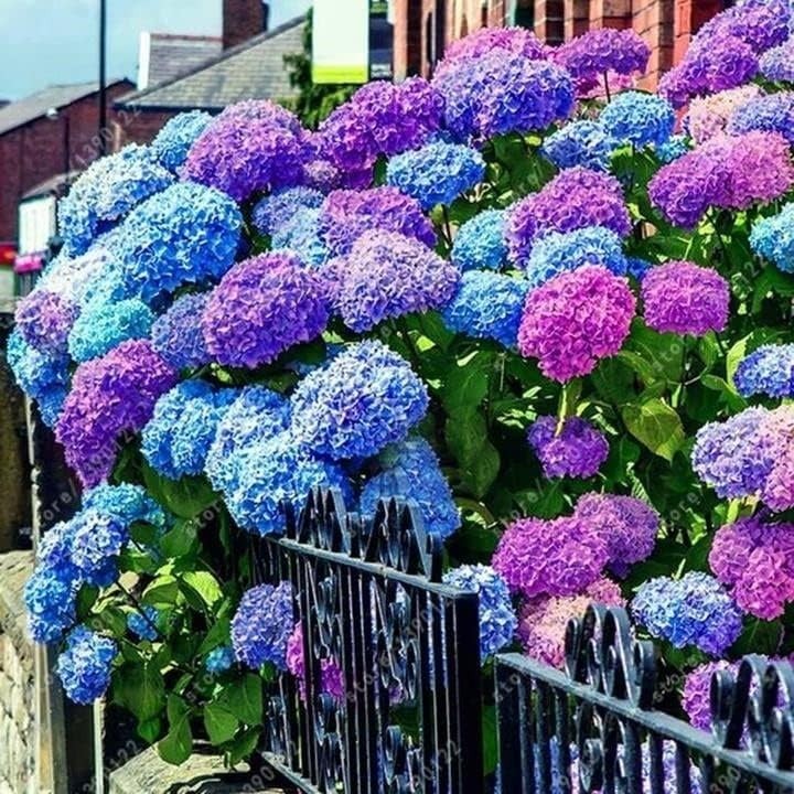 Stunning 35pcs Hydrangea Seeds in Blue, Pink & Purple – Easy & Colorful Blooming