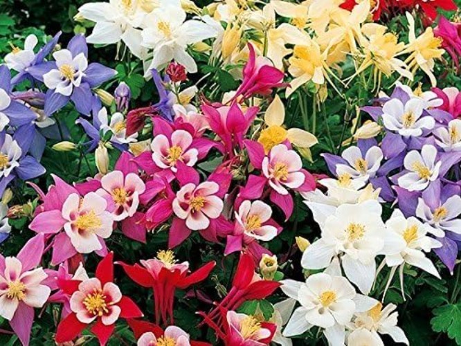 200 Heirloom Columbine McKana Giants Flower Seeds – Vibrant, Perennial Blooms