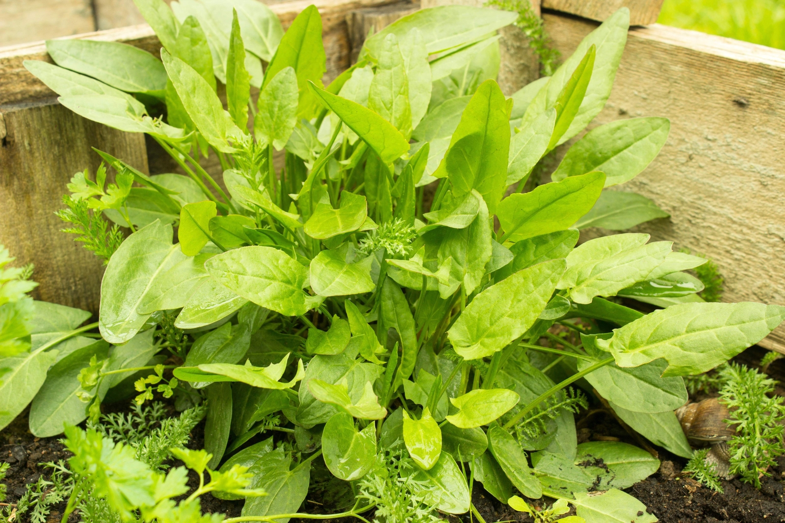200 LARGE LEAF SORREL (Garden Sorrel Spinach Dock Redshank) Rumex Acetosa Seeds