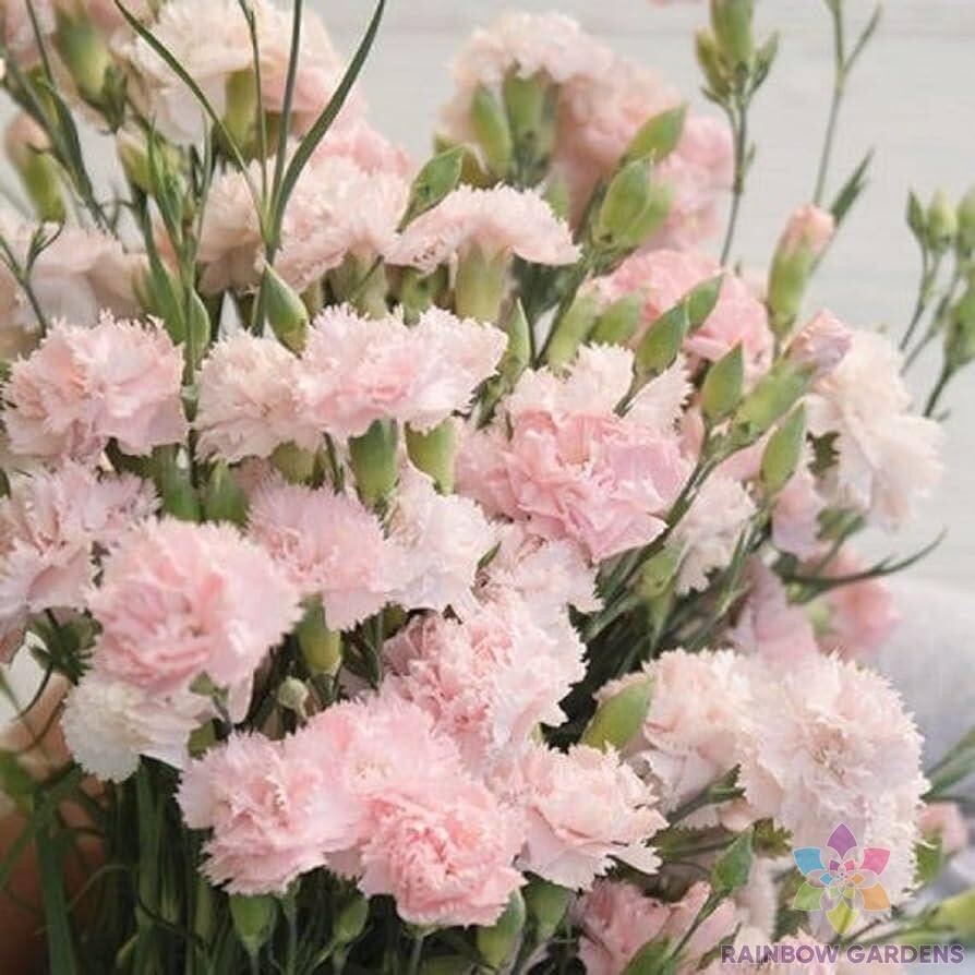 200+ Garden Pink Carnation Seeds for Garden Planting – USA – FREE SHIPPING!