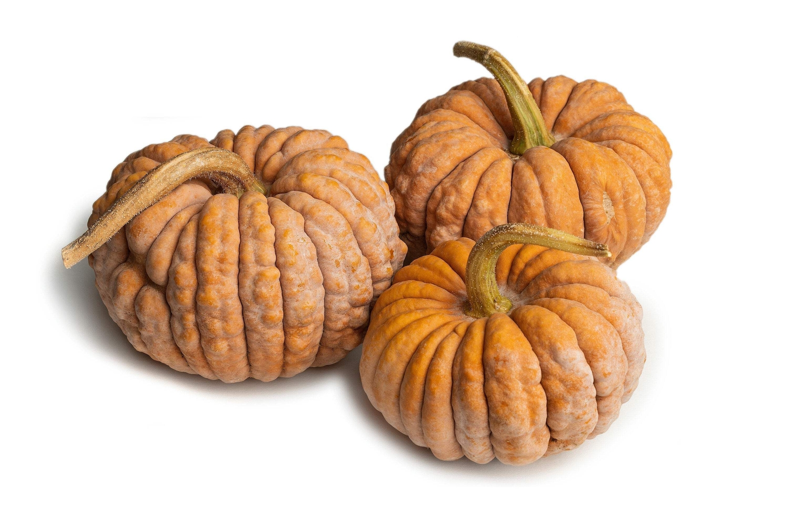 20 BLACK FUTSU SQUASH Multicolored Heirloom Pumpkin Edible Cucurbita Seeds