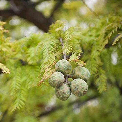Bald Cypress Seeds for Planting | 10 Seeds | Exotic Tree Seeds to Grow
