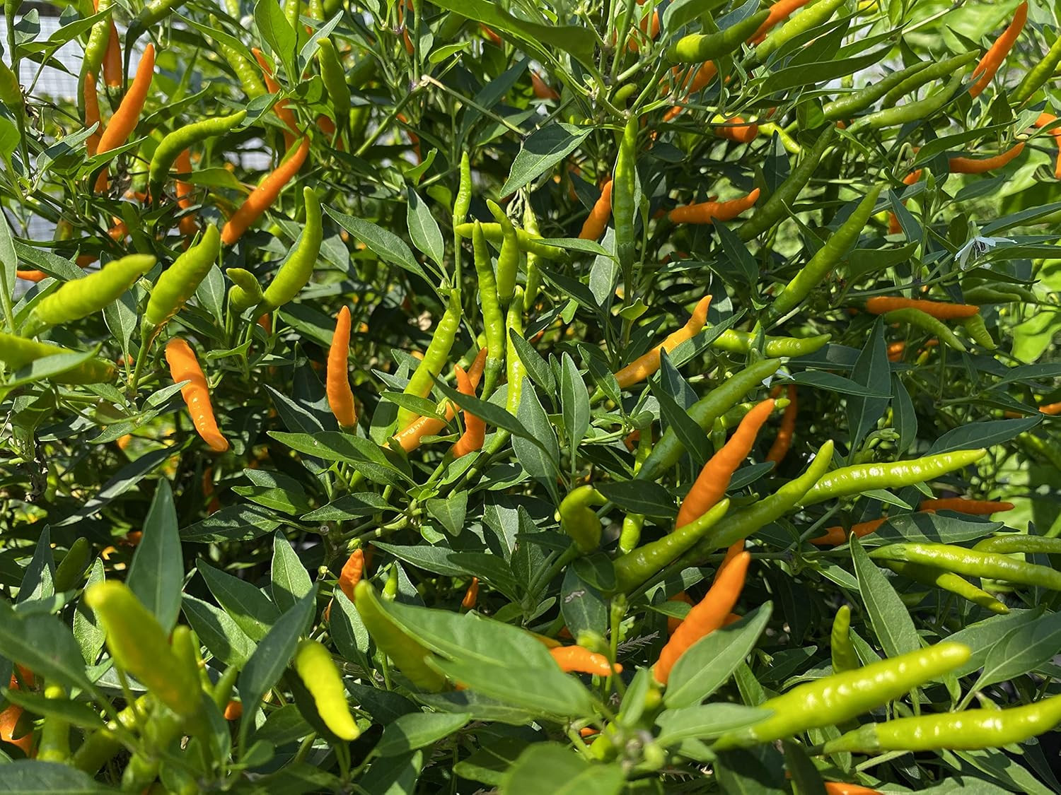 Orange Thai Heirloom Chili Pepper Premium Seeds for Planting Packet