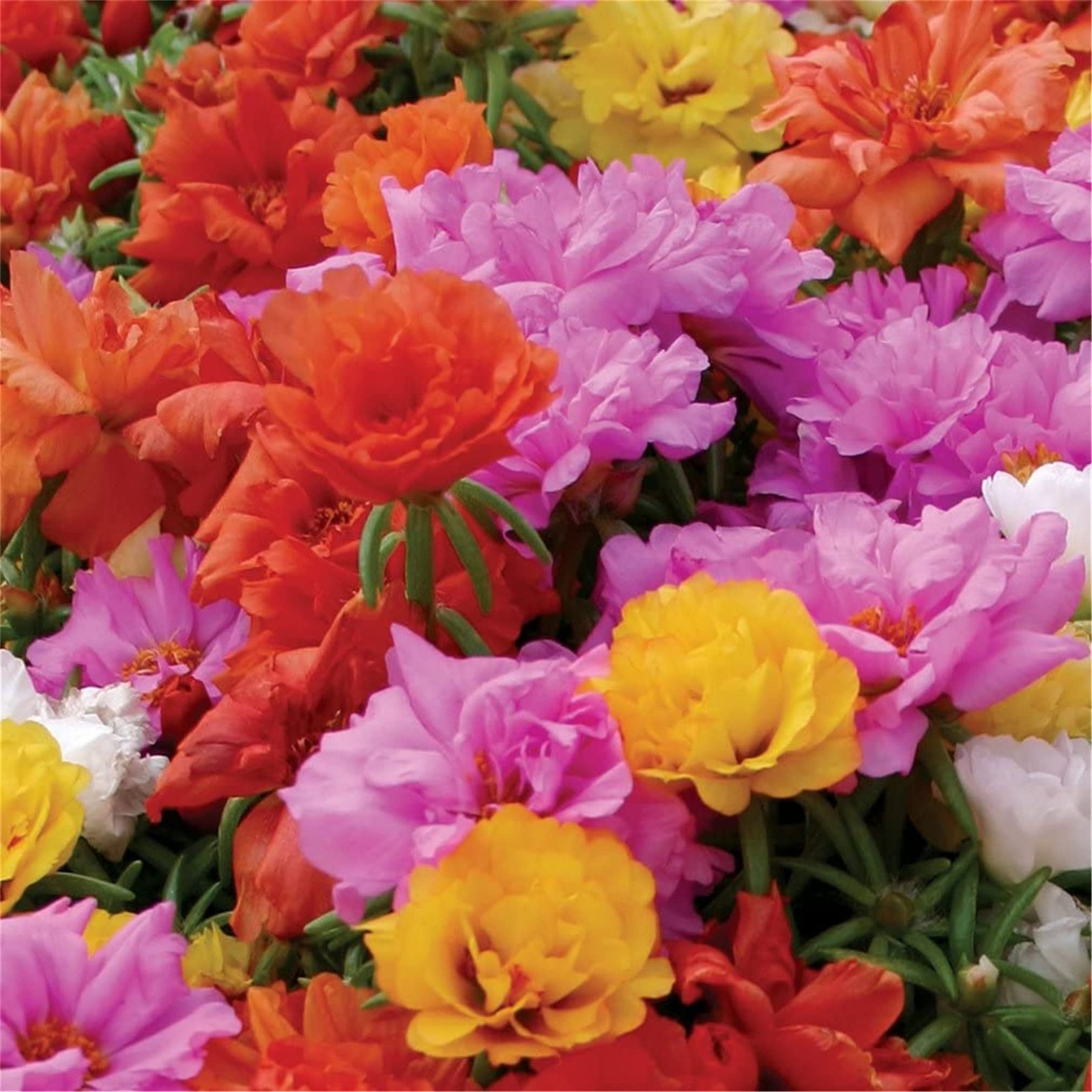zellajake Rare Flower Seeds Portulaca Moss Rose Happy Trails Ground Cover Plant