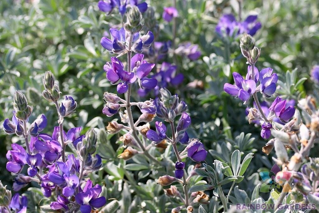 25+ Dune Bush Lupine Seeds for Garden Planting – USA – FREE SHIPPING!