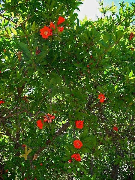 Punica granatum | Pomegranate ‘Wonderful’ | 10 Seeds