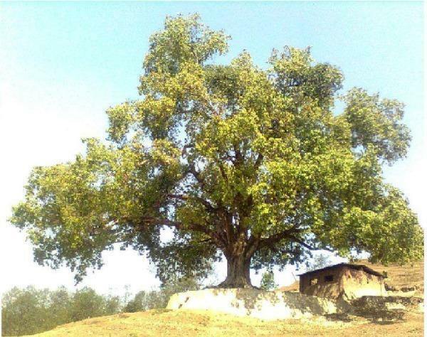 Ficus religiosa | Sacred Fig | Ashwattha or Bodhi Tree | 50 Seeds