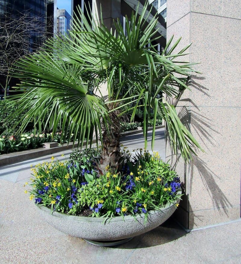 CALIFORNIA DESERT FAN PALM TREE SEEDS (Washingtonia Filifera) Cold Hardy-Zone 8