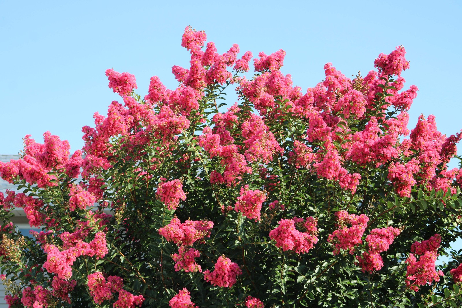 1000 Bulk CREPE MYRTLE Mixed Colors Lagerstroemia Indica Tree Shrub Flower Seeds