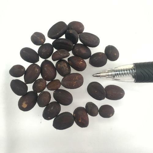 Wallichia disticha | Distichous Fishtail or Wallich Palm | 5 Seeds