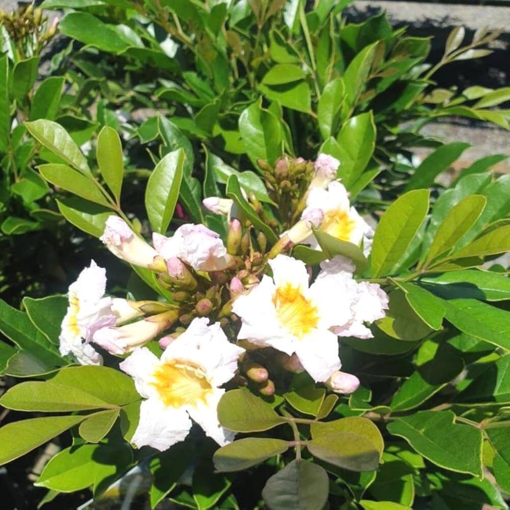 Radermachera xylocarpa PADRI TREE Exotic SEEDS!