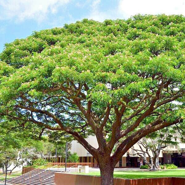 10 RAIN TREE SEEDS Monkey Pod (Albizia saman) Tropical Flower Bonsai Plant RARE
