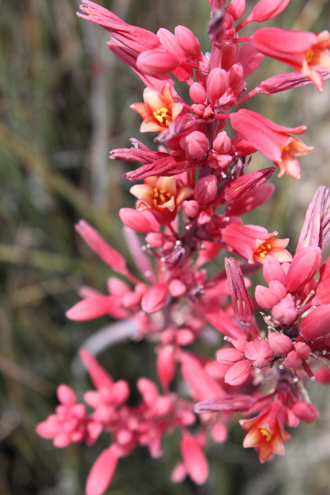 25 RED YUCCA Hesperaloe Parviflora Hummingbird, Coral, Texas Yucca Flower Seeds