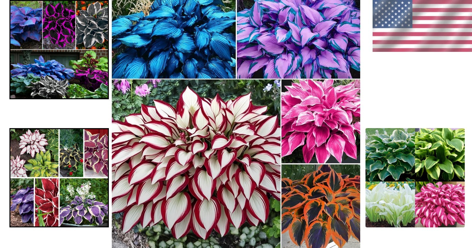 100pcs Hosta Seed Pack – Low Maintenance Perennials for Beautiful Landscapes