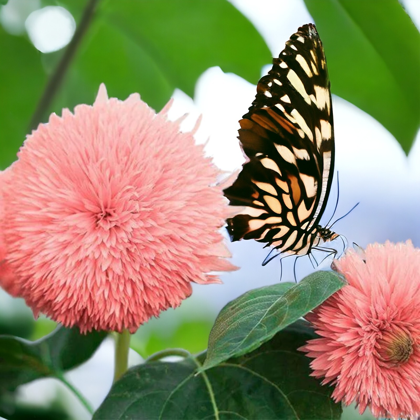 50pcs Pink Pooh Sunflower Seeds – Unique Pink Blooms, Non-GMO, Heirloom, Organic