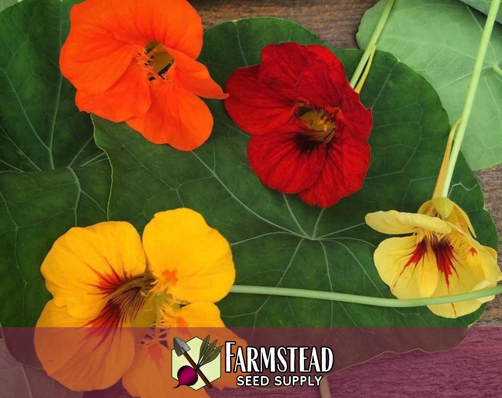 45+ Nasturtium Seeds, [Jewel Mix, Multi-Colored] Flower Garden for Pollinators
