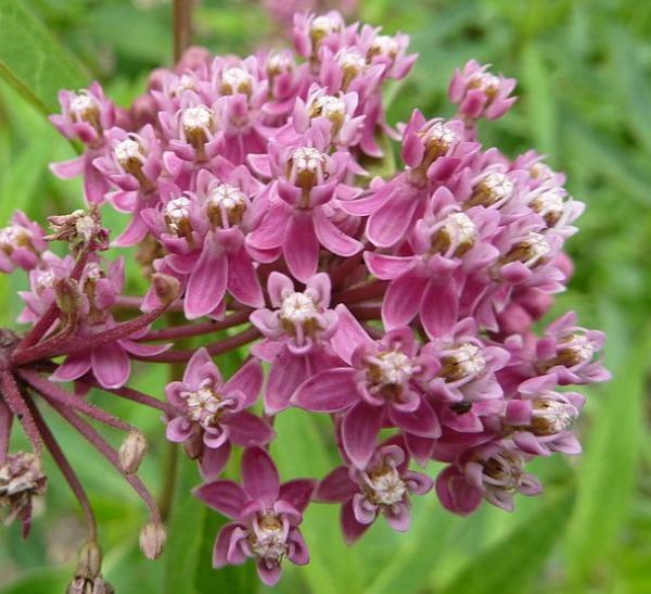 Asclepias incarnata | Swamp Milkweed | Indian Hemp | 30 Seeds