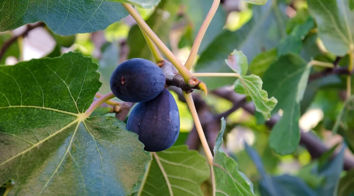 100+ LSU Purple Fig Seeds for Garden Planting – USA – FREE SHIPPING!