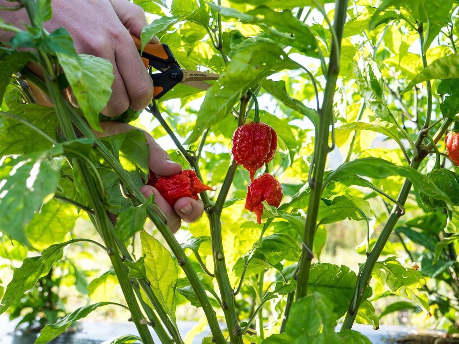Hand-Harvested Carolina Reaper Seeds – 10+ Pack for Hot Pepper Lovers