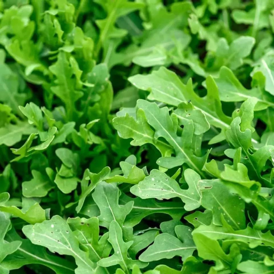Slow Bolt Arugula Seeds for Planting Heirloom Non-Gmo Arugula – Plant & Grow Slo