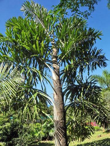 Wallichia disticha | Distichous Fishtail or Wallich Palm | 5 Seeds