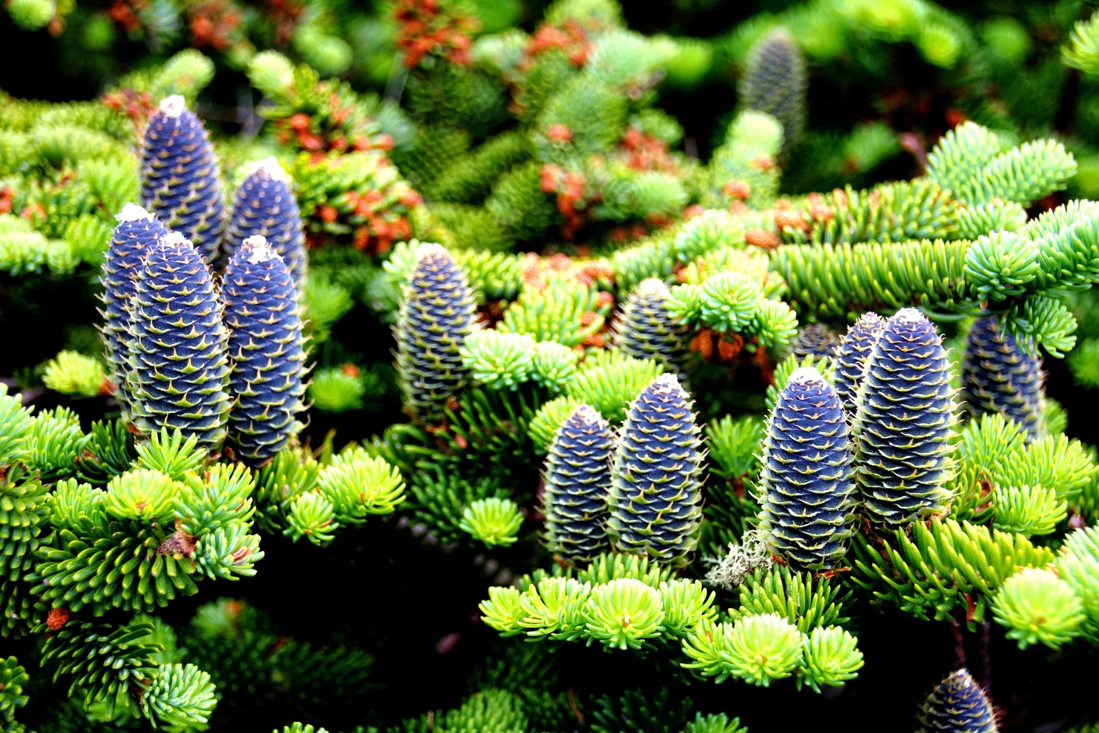 30 BALSAM FIR Tree Abies Balsamea Christmas Tree Silver Pine Canadian Fir Seeds