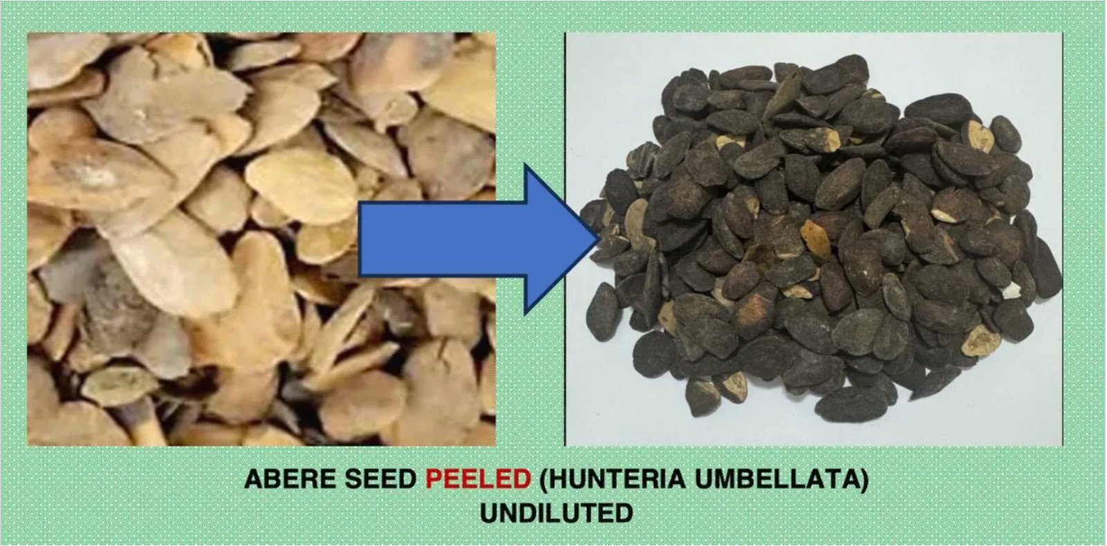 PEELED ABERE SEEDS (Miracle Seeds) Hunteria Umbellata