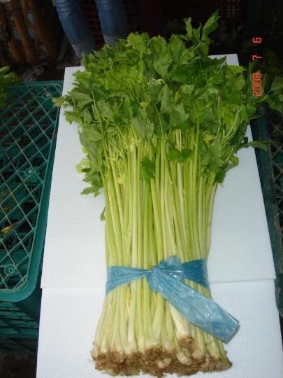 Chinese Yellow Heart Celery seeds; Light Yellow Celery; 黃心芹菜; Can Tau 2 Bags