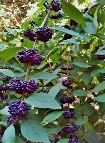 Callicarpa acuminata | Black or Mexican Beauty Berry | 25 Seeds
