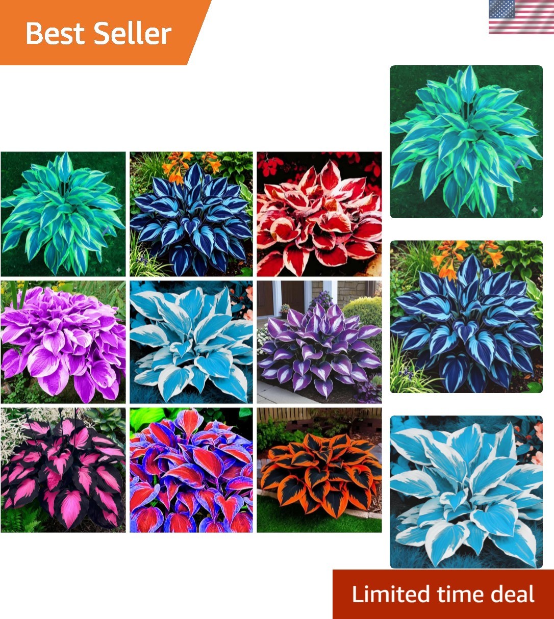 Heart-Shaped Hosta Seeds – 390+ Rare Varieties for Outdoor Gardens – Easy Care