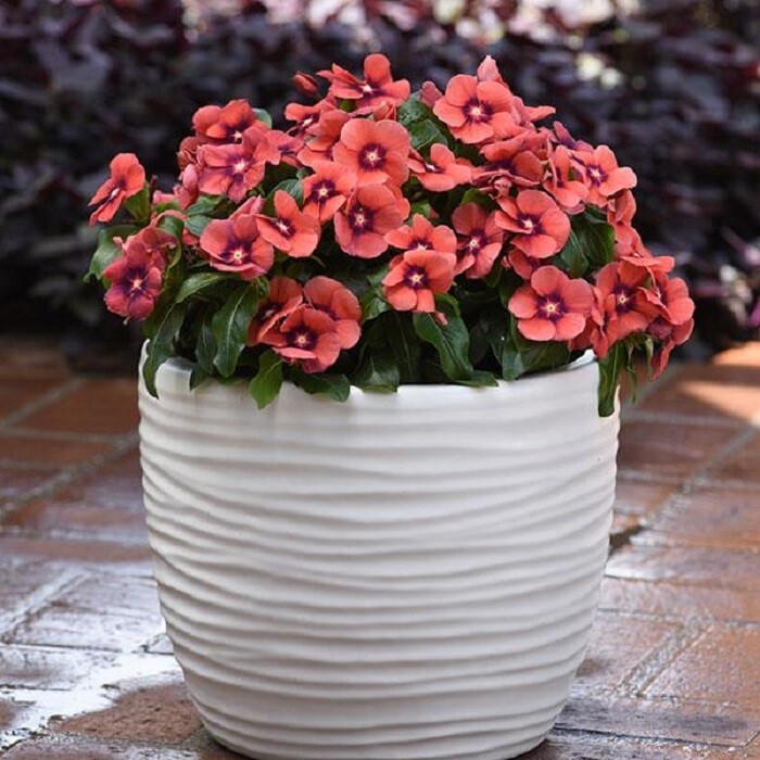 Vinca Seeds Vinca Tattoo Tangerine F1 Seeds 25 Seeds