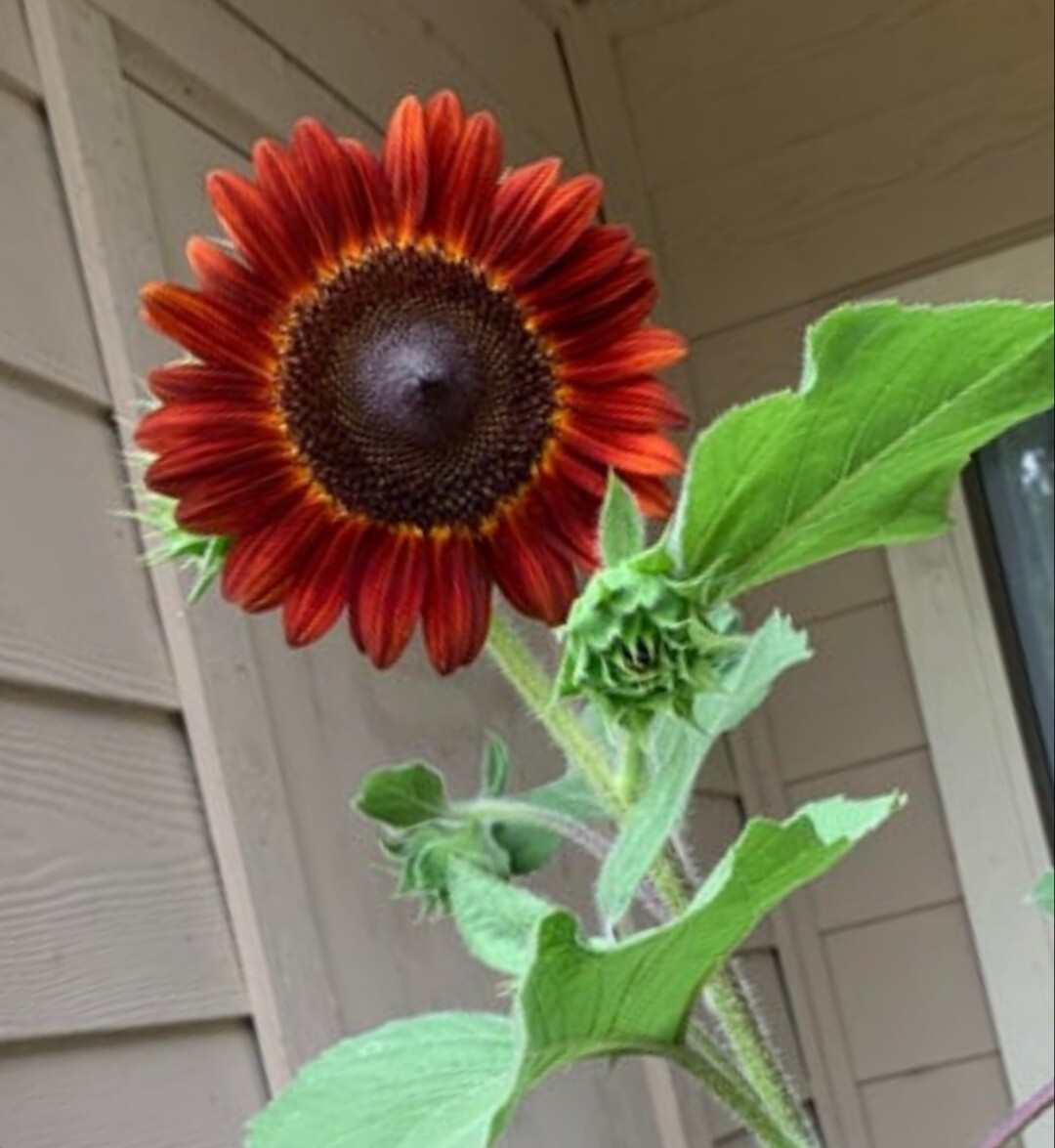 20+ Velvet Queen Sunflower Seeds