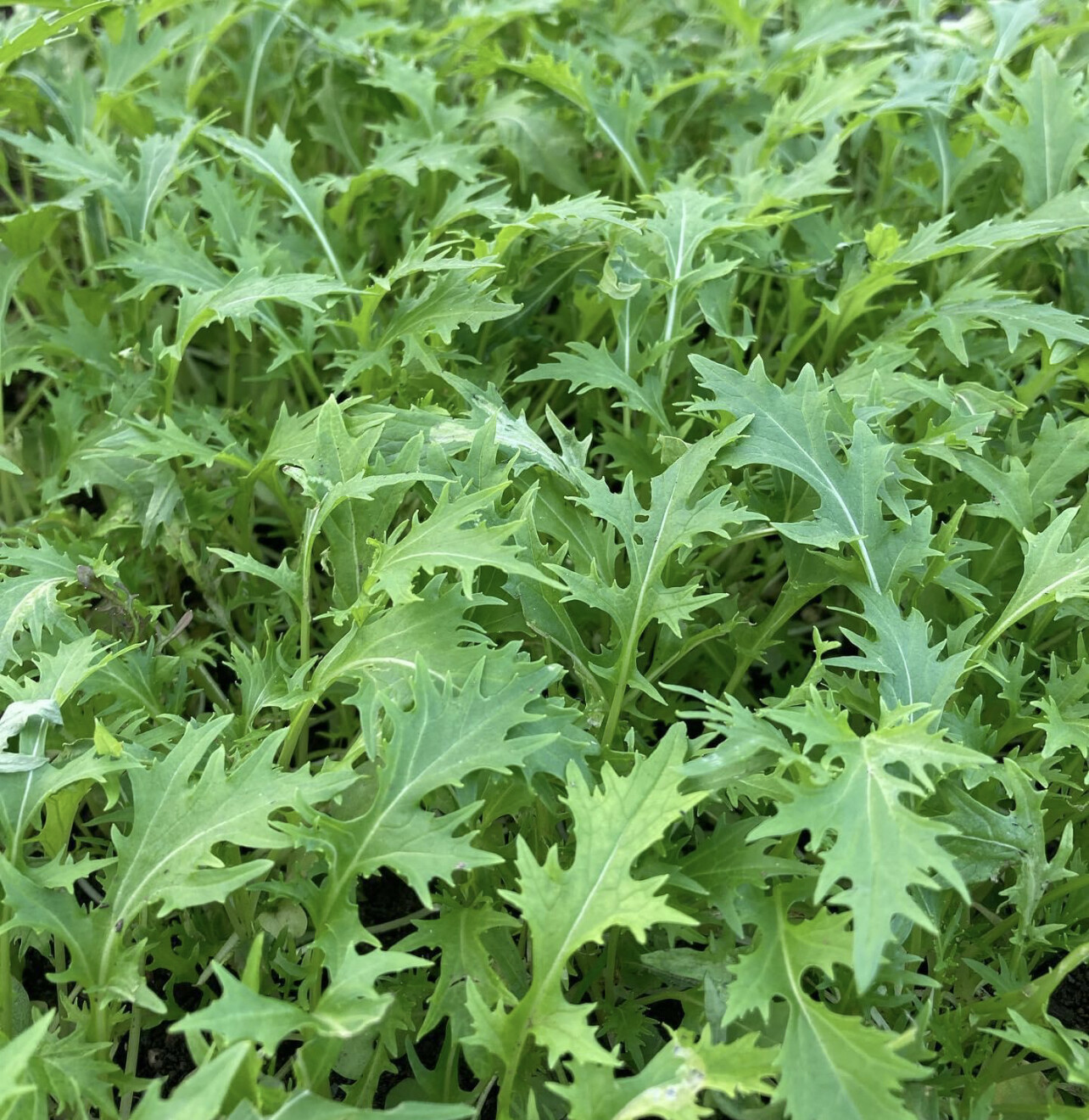 Mizuna Seeds | Heirloom | Organic