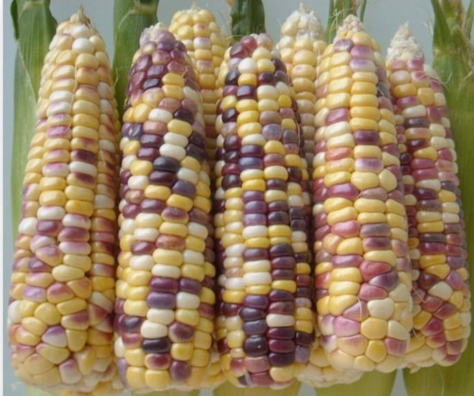 50 (Fifty) of fresh seed of the waxy Hmong Japanese Korean corn (yellow&purple)