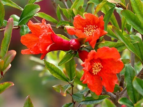 Punica Granatum 1000 Seeds Pomegranate Edible Fruit Shrub Tree Ornamental Bonsai
