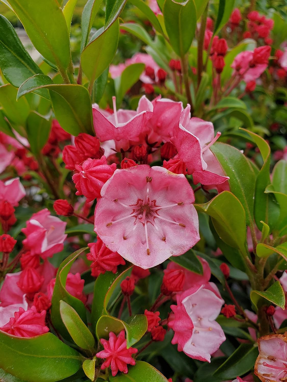 Live Plant from Kalmia LAT. ‘Little Linda’ (Mountain Laurel) Evergreen, 3-Size