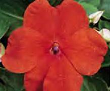 Impatiens Super Elfin Orange Bright 500 seeds
