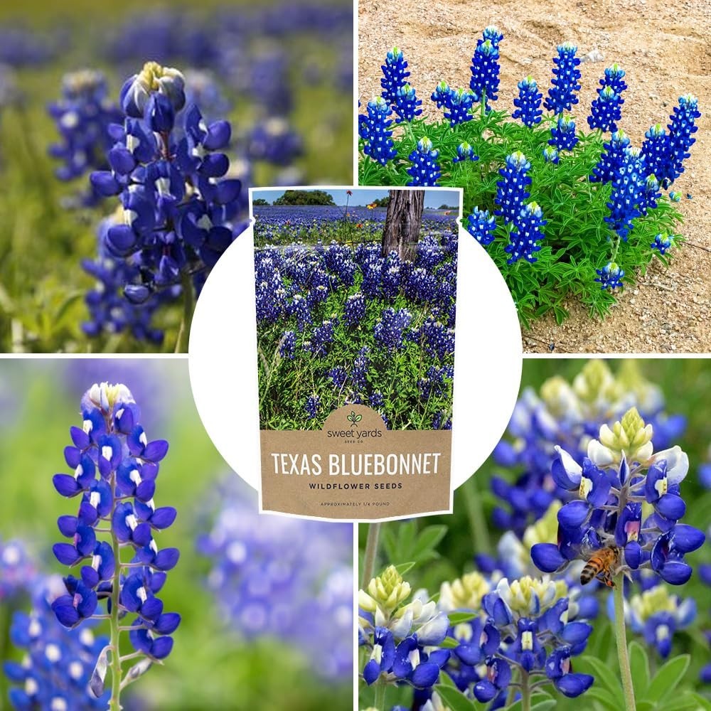 Texas Bluebonnet Wildflower Seeds – 1/4 lb Bulk, 4000+ Native Seeds, State Flowe