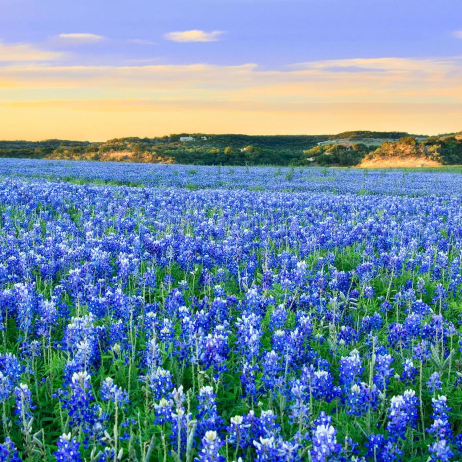 1000+ Texas Bluebonnet Seeds for Planting – Annual Lupinus Texensis, Heirloom Qu