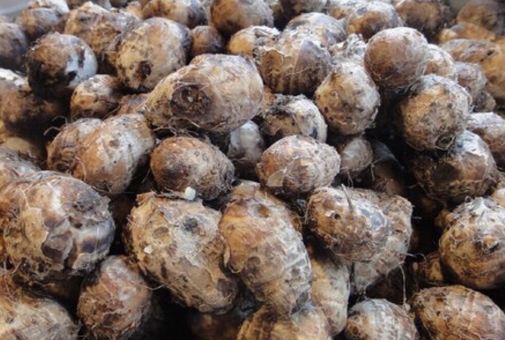 Taro Root Bulbs Elephant Ear Live Plant 5 Fresh Taro Bulbs Ready To Plant