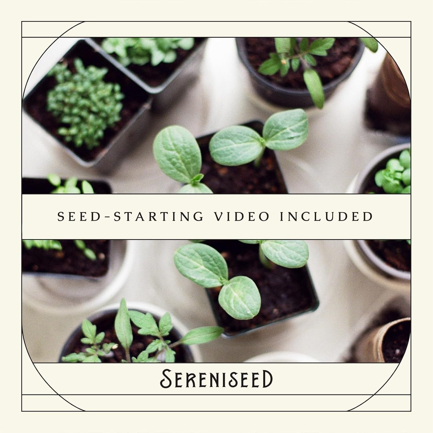 Heirloom Herb Seeds Collection – 10 Non-GMO Varieties with Seed-Starting Video