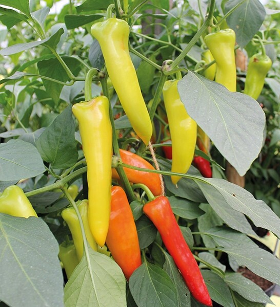 50+Hungarian Wax Sweet Pepper Seeds Sweet Banana Pepper yellow-red veggies USA