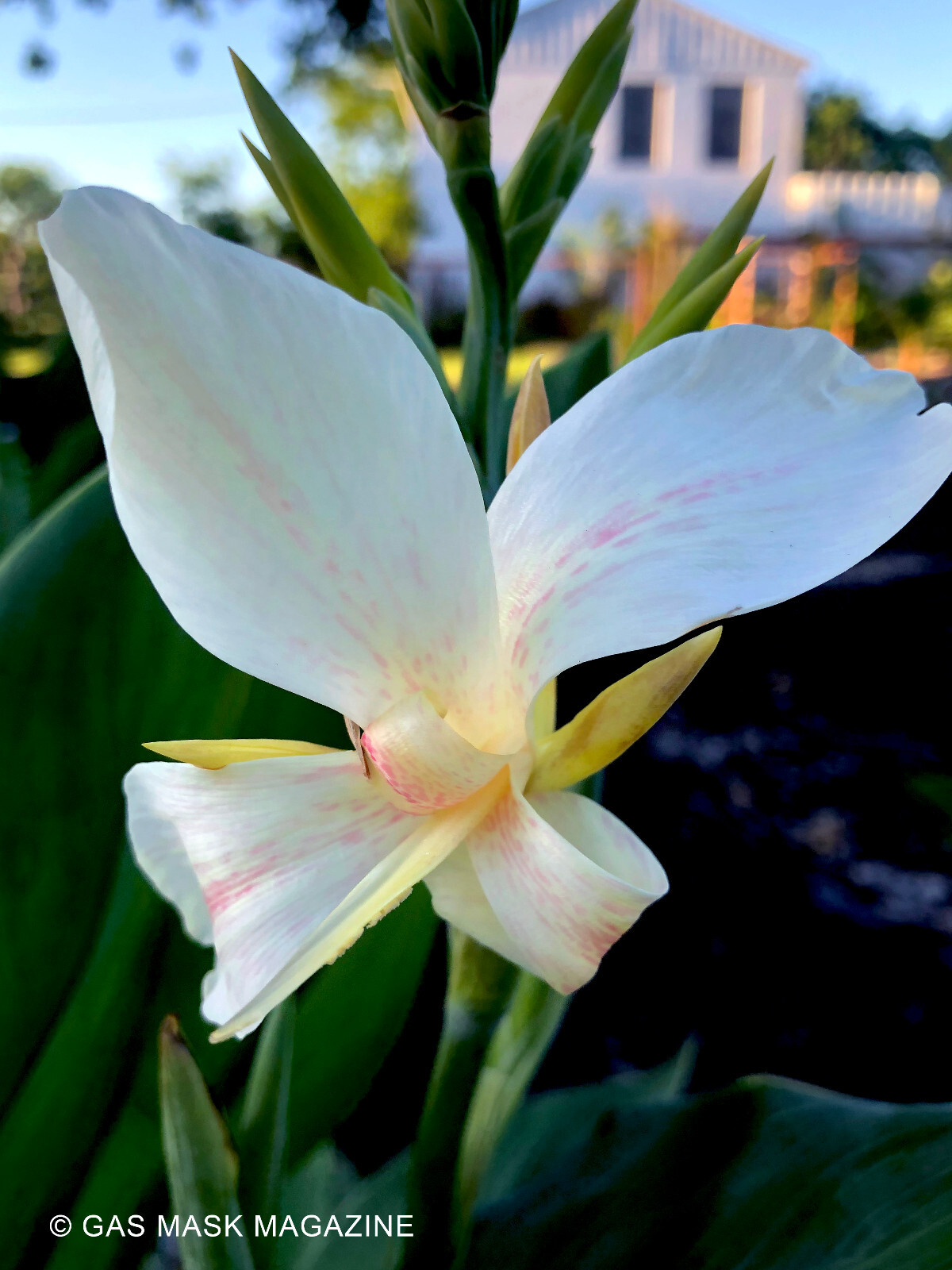 White Butterflies Canna Lily Live Plant Rhizome