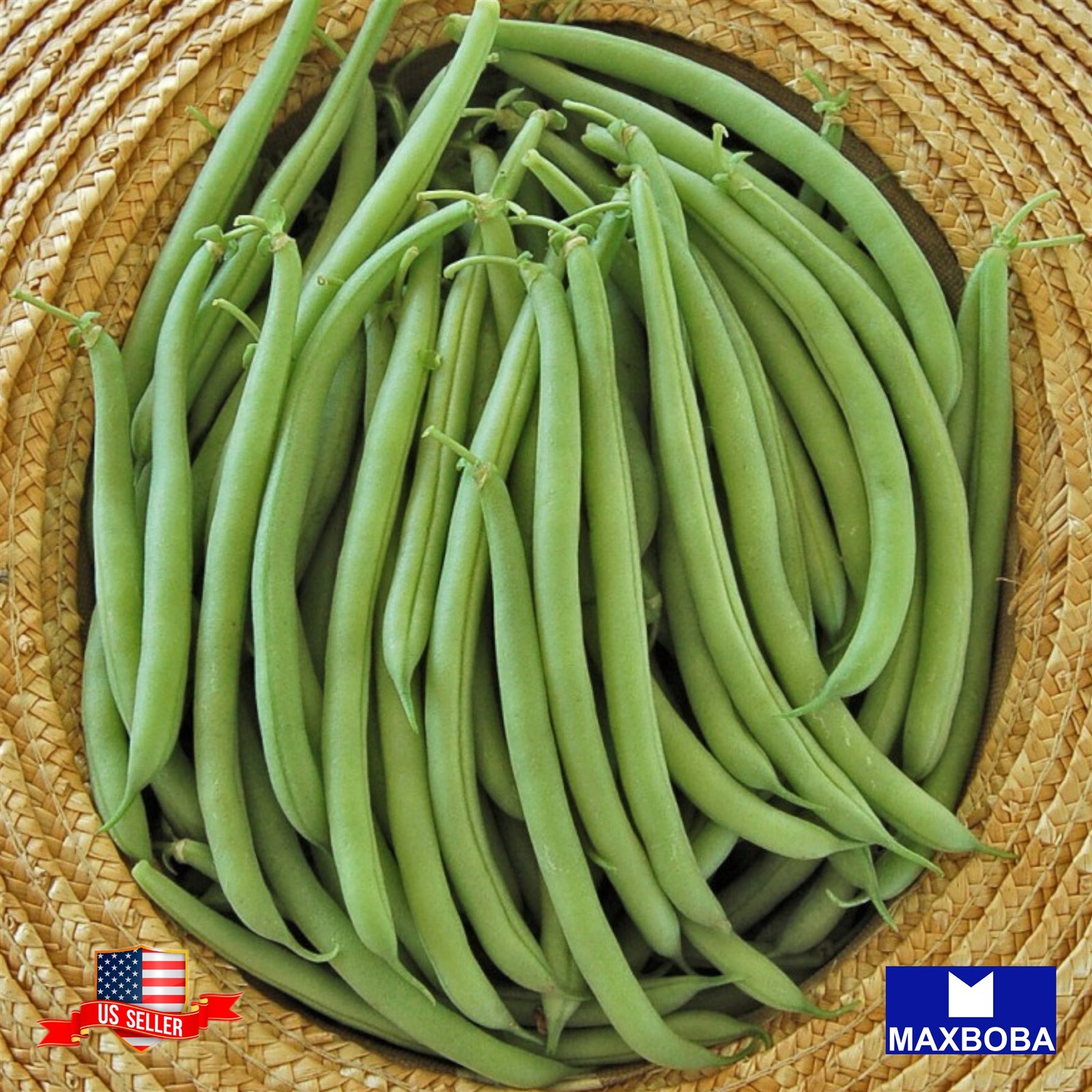 Bean Seeds – Bush – Provider – Organic Non-GMO Heirloom Garden