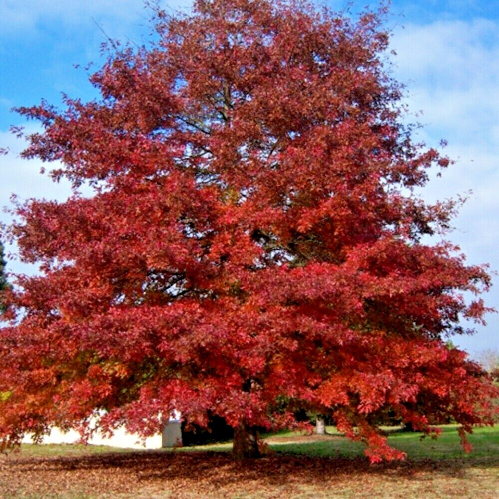 12 NORTHERN RED OAK ACORNS – Quercus rubra
