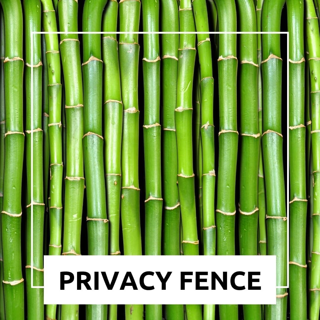 GMO-Free Giant Timber Bamboo Seeds – Perfect for Landscaping Indoors & Outdoors
