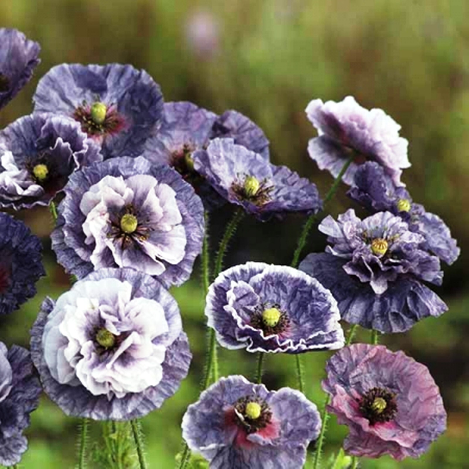 Poppy Shirley Amazing Grey – 15 Seeds – Papaver Rhoeas