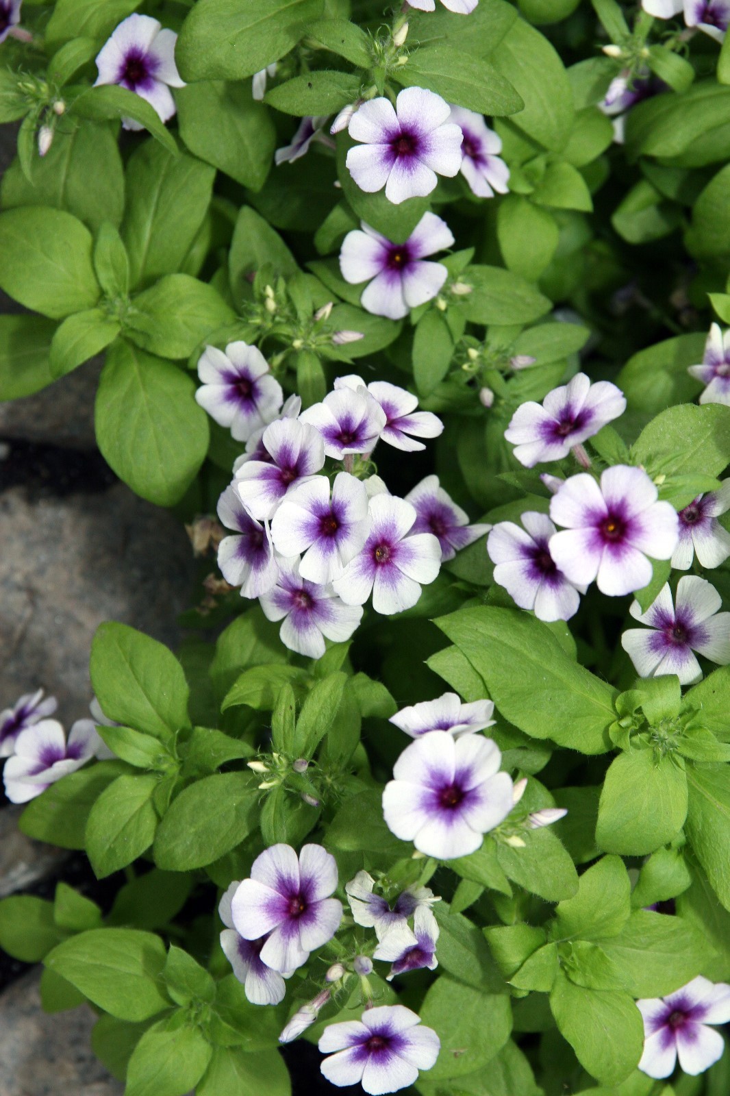 25 Phlox Seeds Phlox 21st Century Blue Star Phlox drummondii Very Showy!