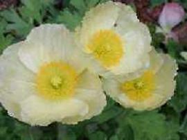 Papaver nudicale Champagne Bubbles White 1,000 seeds