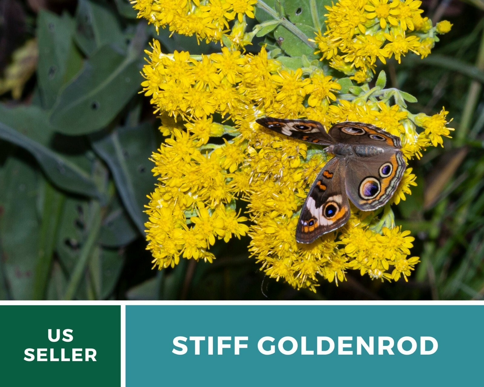 Goldenrod, Stiff- 100 Seeds – Pollen source late in the season (Solidago rigida)